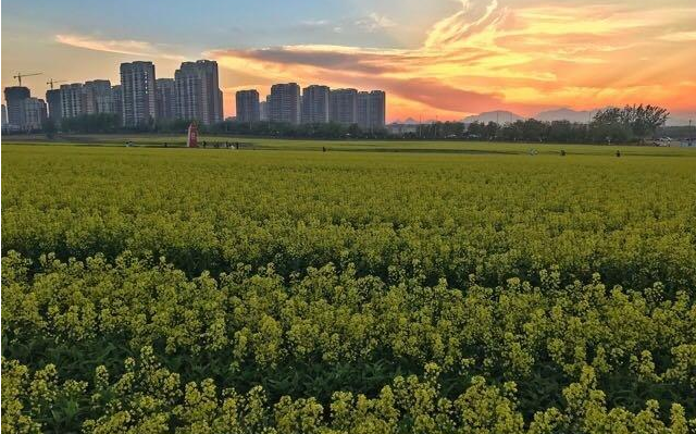綏中縣農(nóng)業(yè)園區(qū)發(fā)展現(xiàn)狀,綏中縣農(nóng)業(yè)園區(qū)發(fā)展對(duì)策