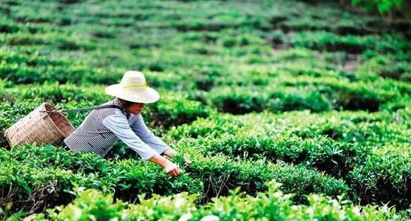 海南努力打造鮮有的茶旅文化度假品牌