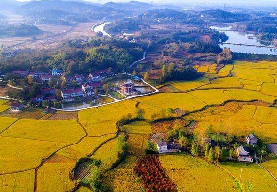 葉乃兵：把課堂搬到田間地頭，把學問做到鄉(xiāng)村振興實踐中