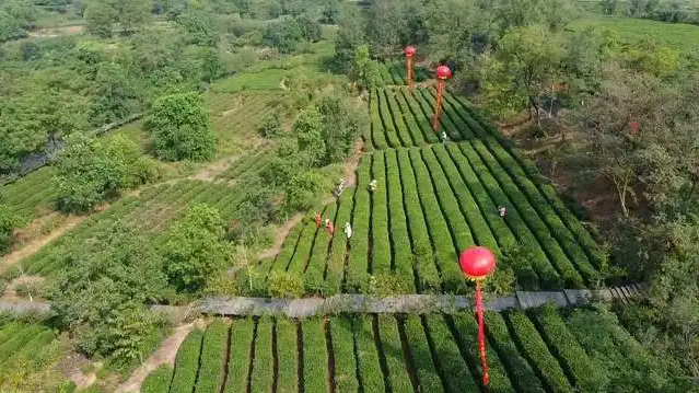 茶鄉(xiāng)田園綜合體發(fā)展規(guī)劃，鄉(xiāng)村振興規(guī)劃